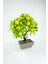 Dekor Ağaç Limon Ağacı Saksılı Dekoratif Ağaç Biblo 24X13 cm 2