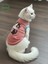 Şeker Pembe Renkli Kedi ve Köpek Kıyafeti Elbisesi Siyah Kedi Baskılı 1
