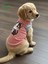 Şeker Pembe Renkli Kedi ve Köpek Kıyafeti Elbisesi Siyah Kedi Baskılı 8
