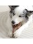 Chewood Small Twist Köpek Oyuncağı 5