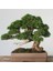 BONSAİ SERVİ SETİ (FİDAN+BONSAİ SAKSI+TOPRAK +BİTKİ BESİNİ) 1