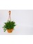 Crassula Muscosa Sukulent - Askılı Saksıda Hediyelik 2