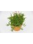 Crassula Muscosa Sukulent - Askılı Saksıda Hediyelik 3