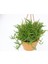Crassula Muscosa Sukulent - Askılı Saksıda Hediyelik 5