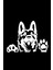 Kurt Köpeği Tasarım Sticker 10 x 9 cm 3
