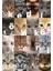 Kedi Öyküleri 1