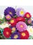 Katmerli Pompon Aster Tohumu Karışık Renkli Callistephus Chinensis Powder Puff China Aster 3