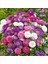 Katmerli Pompon Aster Tohumu Karışık Renkli Callistephus Chinensis Powder Puff China Aster 4