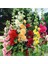 Katmerli Gülhatmi Tohumu Hibrit Chaters Double Alcea Rosea Hollyhock 1