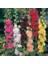 Katmerli Gülhatmi Tohumu Hibrit Chaters Double Alcea Rosea Hollyhock 2