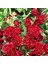 Katmerli Gülhatmi Tohumu Hibrit Chaters Double Alcea Rosea Hollyhock 3