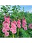 Katmerli Gülhatmi Tohumu Hibrit Chaters Double Alcea Rosea Hollyhock 4