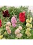 Katmerli Gülhatmi Tohumu Hibrit Chaters Double Alcea Rosea Hollyhock 5