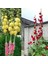 Katmerli Gülhatmi Tohumu Hibrit Chaters Double Alcea Rosea Hollyhock 6