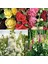 Katmerli Gülhatmi Tohumu Hibrit Chaters Double Alcea Rosea Hollyhock 7