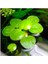 Amazon Frogbit Su Üstü Bitkisi 1 Adet Akvaryum Bitkisi 1