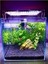Co2 Gerekmeyen Kolay 30 Dal Akvaryum Bitki Paketi - Yeni Başlayanlar Için Uygun 1