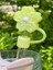 1 Adet Renkli 10 mm Için Pipet Tıpası Çiçekli Pipet Kapağı Quencher Pipet Tıpası 40 Oz ve 30 Oz Uyumlu 1