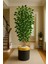 5 Govdeli Bambu Benjamın Agacı 150 cm Lux Saksıda 998754654, One Size 1