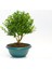 Bonsai Buxus - Hediyelik Ev Ofis Bitkisi 1
