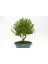 Bonsai Buxus - Hediyelik Ev Ofis Bitkisi 2