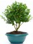 Bonsai Buxus - Hediyelik Ev Ofis Bitkisi 3