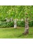 Huş Ağacı Fidanı - Betula Pendula 3