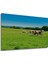 Yeşil Otlakta Inekler Yağlı Boya Görünümlü Dekoratif Ahşap Ev/işyeri/ofis Kare Tablo 3