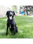 Kong Tagalong Gezdirme Kayışına Asılabilir Köpek Oyun Topu Medium 3
