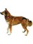 Trixie Hijyenik Köpek Külodu Large Siyah 50–59 cm 2