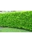 Kartopu Lucidum 10 Adet 30-40 cm Çit Bitkisi 1