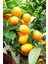 Kamkat (Kumquat) (1 Kg) 2