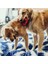 Kong Ring Köpek Oyuncağı Large 13 cm 3