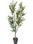 Yapay Zeytin 150 cm Boyunda Dekoratif Modern Iç Mekan Salon Ofis Ağacı 2