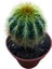 Natocactus Magnificus 8,5 cm Lik Saksıda 17 cm Uzunlukta 3