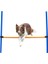 Köpek Agility Eğitim Manisi , 123×115×Ø3 cm 1