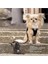 Stretch Comfort Leash Light-Tan M 6
