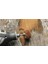 Max SC511DM Ez SPEEDCLIC:180 ve 280 Kumlu Boya Aşındırıcı Cila 30MM Zımparalama Diskleri 2