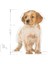Medium Puppy Köpek Maması, 15 kg 5