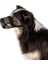 Köpek Ağızlığı, S-M, Siyah 1