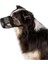 Köpek Ağızlığı, S-M, Siyah 5