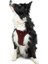 Air-Mesh Küçük ve Orta Irk Kedi Köpek Göğüs Tasması - Yumuşak, Nefes Alabilir, Dayanıklı 1