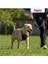 Halti Köpek Çekme Önleyici Göğüs Tasması, Orta Boy 5