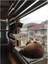 Ata Home Ahşap Cama Yapışan Kedi Yatağı Vantuzlu 2