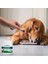 Vet's Best Köpekler Için Plak ve Tartar Ağız Bakım Tozu 90GR 3