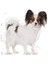 Xsmall Adult Köpek Maması, 1,5 kg 2