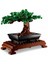 Nessiworld LEGO Icons Bonsai Ağacı 10281 2