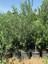Saksıda 3 Yaşında Kalın Gövdeli Gemlik Zeytin Fidanı 1.5 - 1.7 Metre Boyunda 2