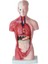 Öğrenci Öğretim Çalışması Montajı Için 11 Inç Insan Torso Vücut Modeli Anatomisi Anatomik Iç Organlar (Yurt Dışından) 1
