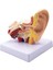 1.5x Insan Kulak Anatomisi Modeli - Eğitim Için Profesyonel Masaüstü Iç Yapı Simülasyonu (Yurt Dışından) 1